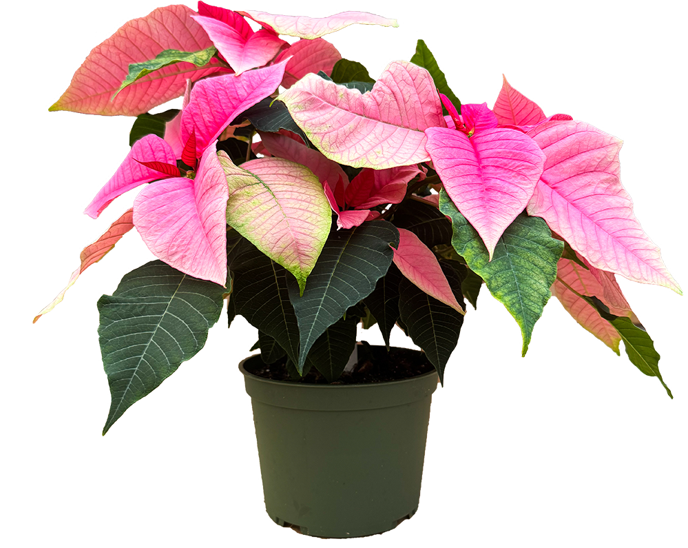 Poinsettia | Pink (M)
