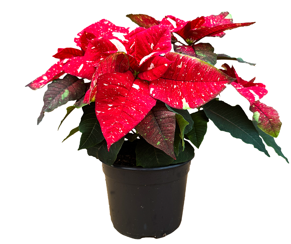 Poinsettia | Superba Glitter (M)