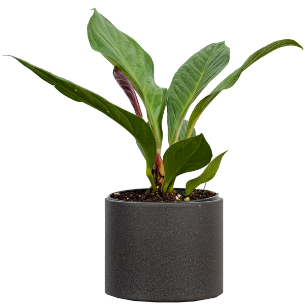anthurium golden jenmanii Anthurium Jenmanii | 6" Pot | Easy Care Houseplant