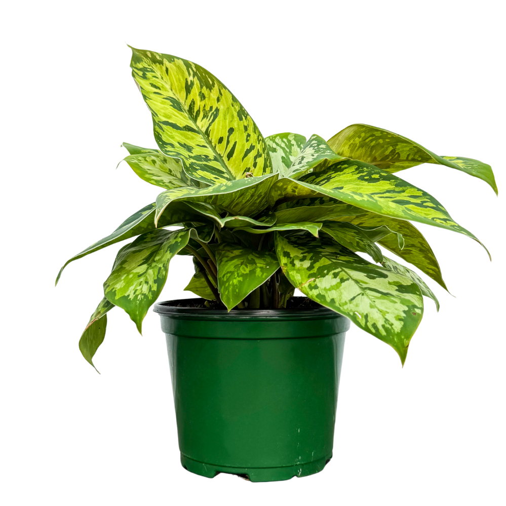 Homalomena Camouflage (M-6.5in)
