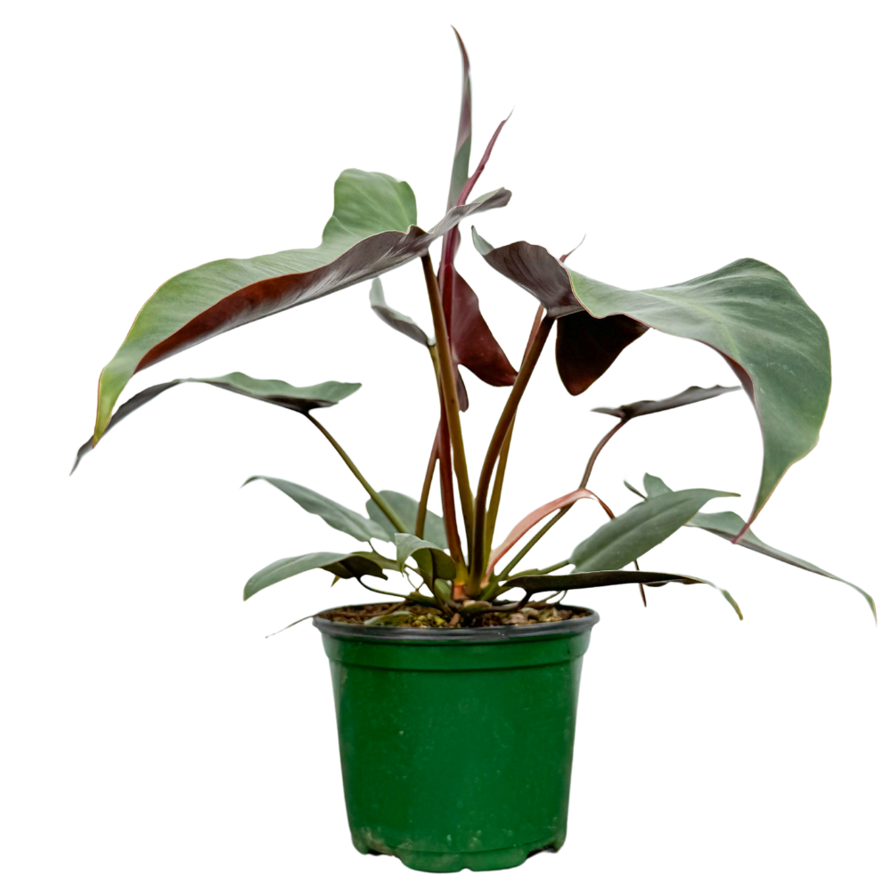 Philodendron Atabapoense (M-6.5in)