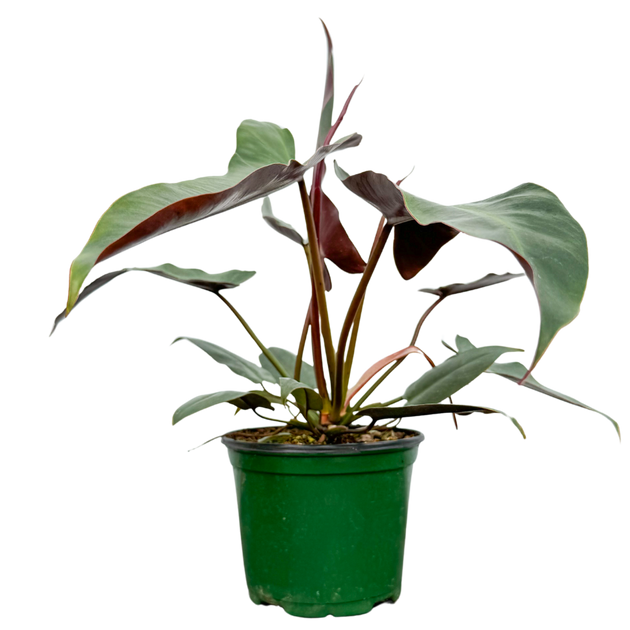 Variegated Philodendron Strawberry Shake | 4