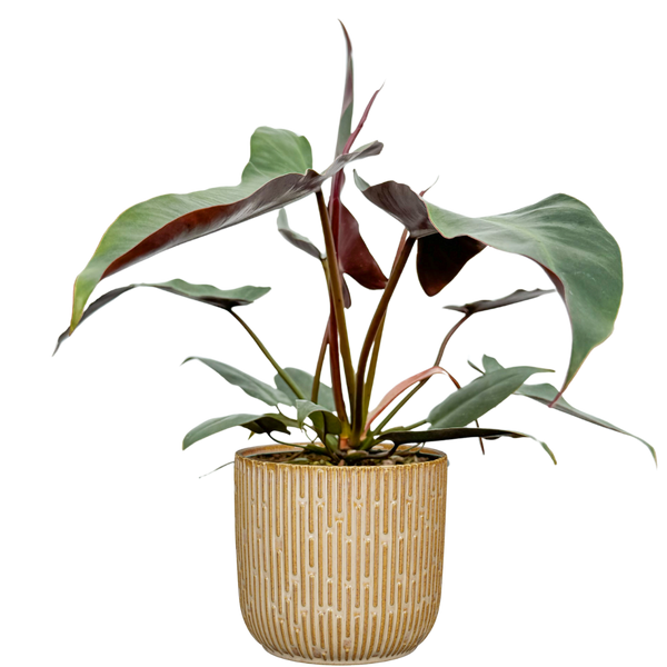 philodendron atabapoense variegated Variegated Philodendron Strawberry Shake | 4" Pot | Easy Care Houseplant