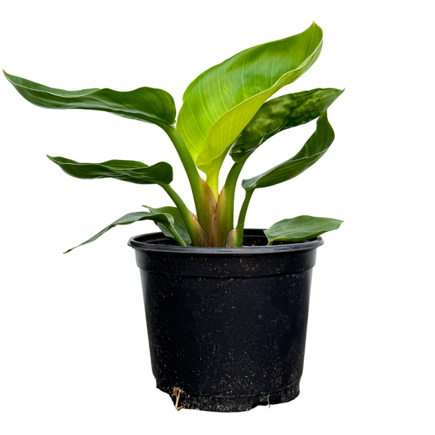 Strelitzia Nicolai | Bird of Paradise | 6