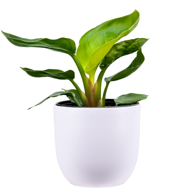 Strelitzia Nicolai | Bird of Paradise | 6