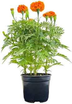 Tagetes Erecta | African Marigold (M)