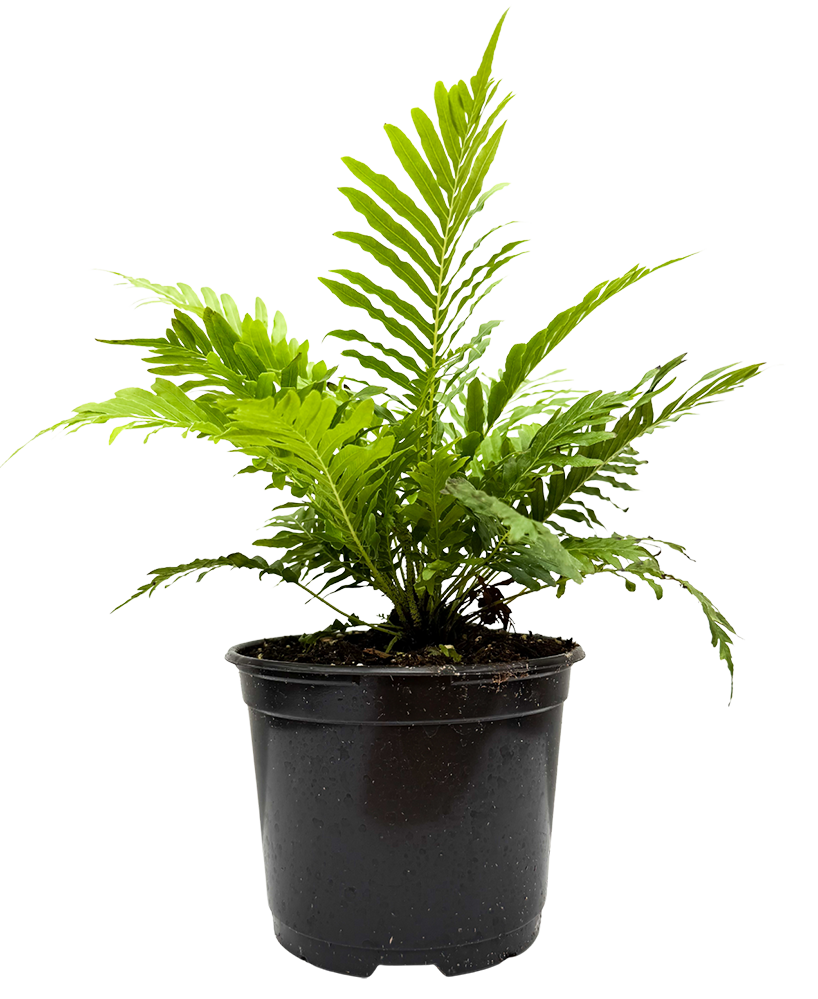 Blechnum Gibbum Silver Lady | Dwarf Tree Fern (M)