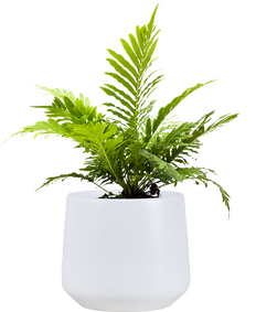 Blechnum Gibbum Silver Lady | Dwarf Tree Fern (M)
