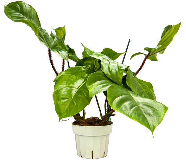 caring for an philodendron squamiferum Philodendron Squamiferum | 6" Pot | Easy Care Houseplant