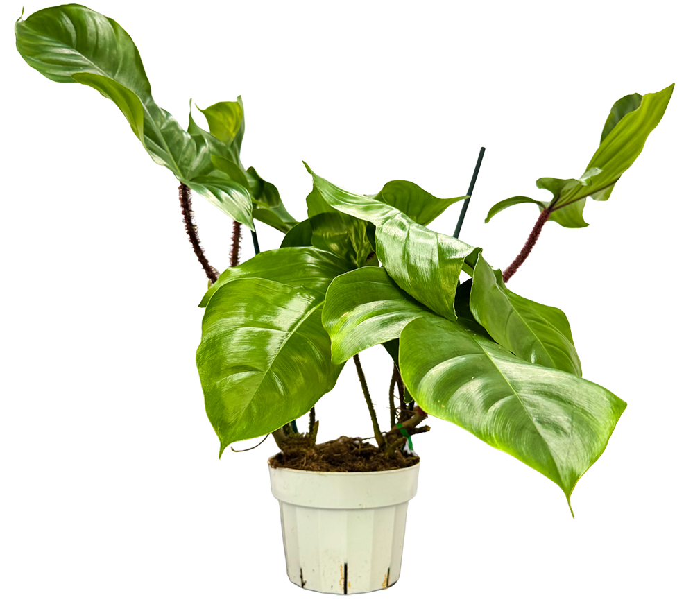 Philodendron Squamiferum (M)