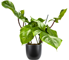Philodendron Squamiferum (M)