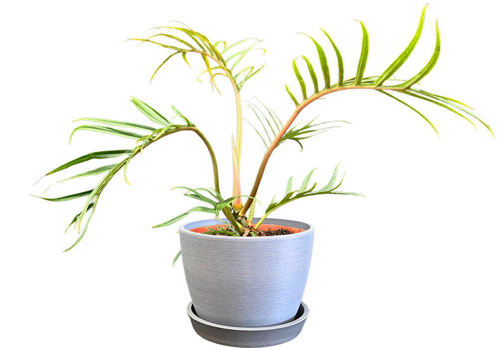 Philodendron tortum