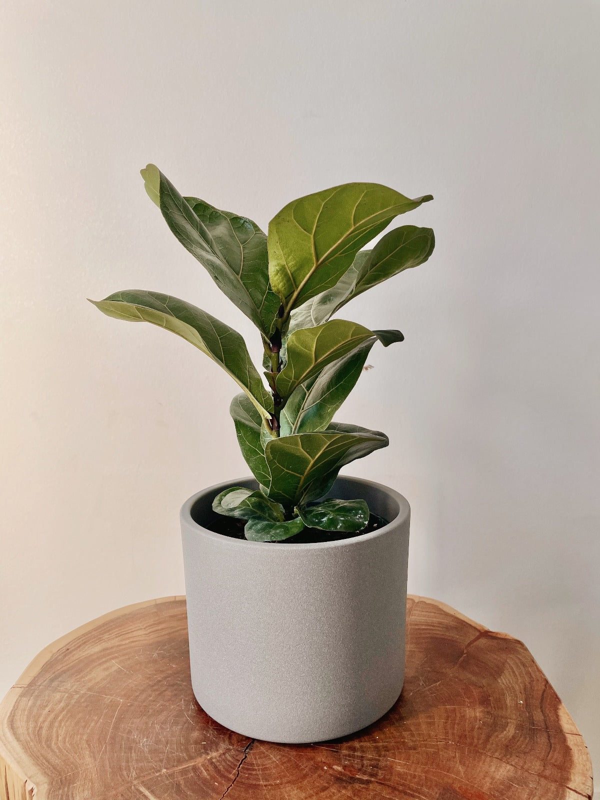 Plantsome Ficus Lyrata - Thumbnail 2
