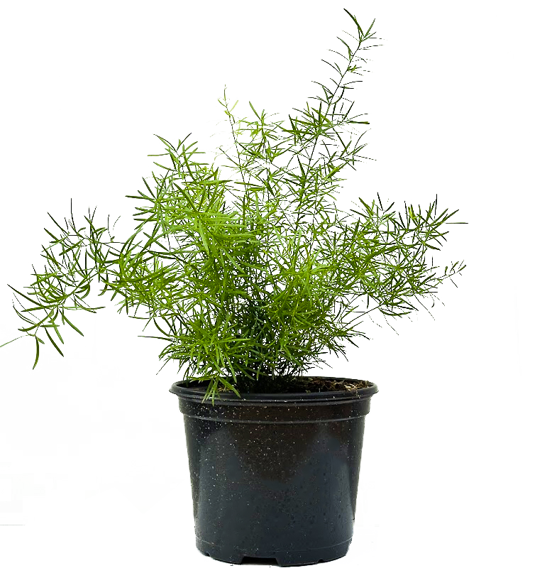 Asparagus Fern Sprengheri (M)