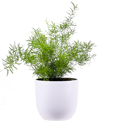 Asparagus Fern Sprengheri (M)
