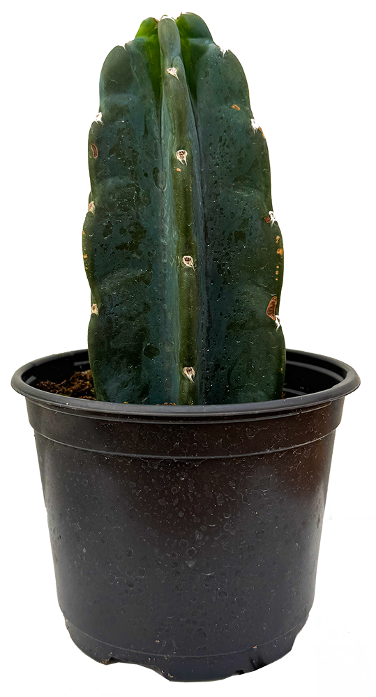Cereus Jamacaru | Cuddly Cactus (M)