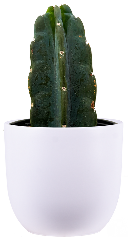 Cereus Jamacaru | Cuddly Cactus (M)