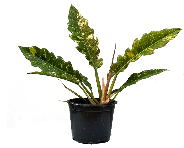 Philodendron Ring of Fire | 6