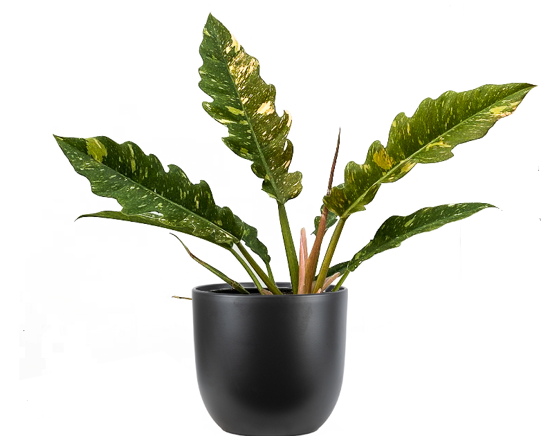 philodendron ring of fire light Philodendron Ring of Fire | 6