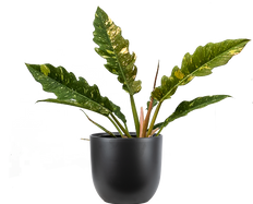 Philodendron Ring of Fire (M)