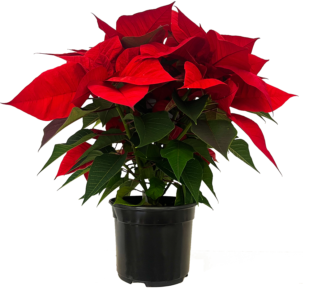Poinsettia | Red (M)