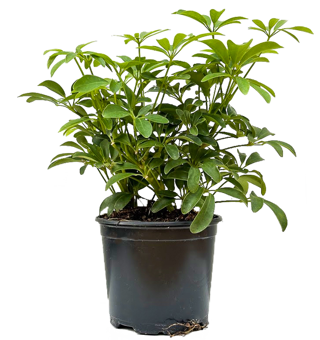 Schefflera Arboricola | Umbrella Plant | 6" Pot | Houseplant | Plantsome