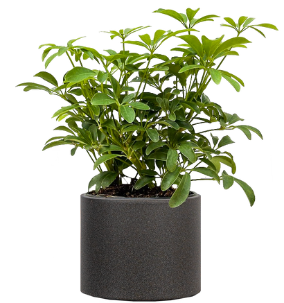 Schefflera Arboricola (M)