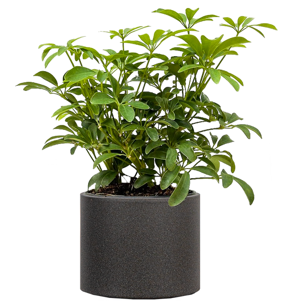 schefflera arboricola compacta houseplant on moss pole 80cm tall Schefflera Arboricola | Umbrella Plant | 6
