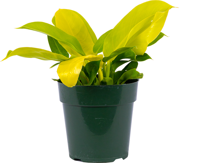 philodendron lemon lime vs moonlight Philodendron Moonlight | 4" Pot | Easy Care Houseplant
