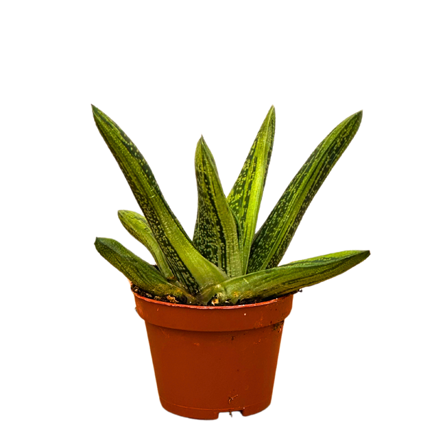 warty succulent Gasteria
