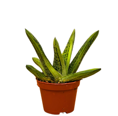 Gasteria | Little Warty (XS)