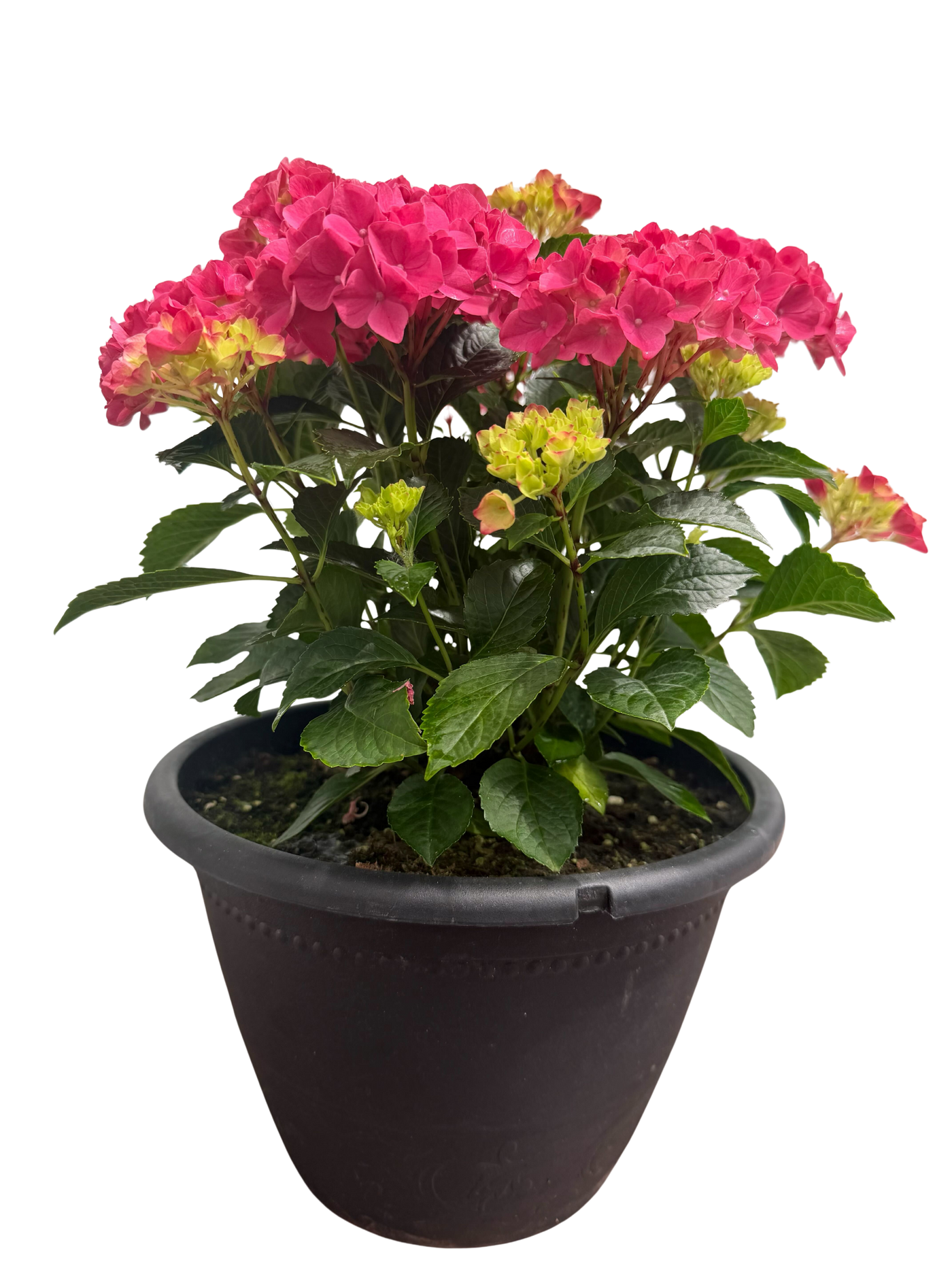 Hydrangea | Hydrangea Paniculata Early Evolution (XL)