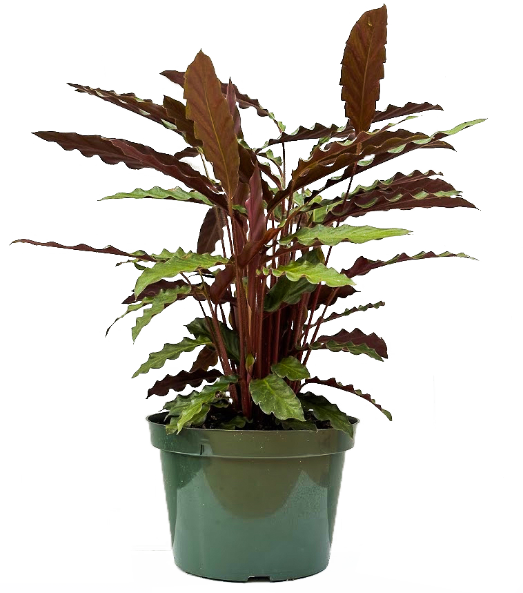 Calathea Rufibarba (L)
