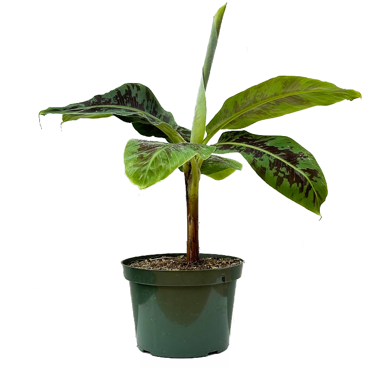 Musa Dwarf Cavendish | Banana Plant (L)