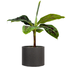 Musa Dwarf Cavendish | Banana Plant (L)
