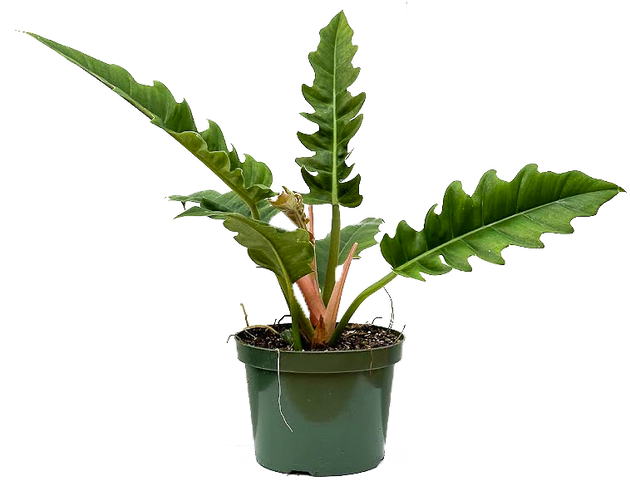 philodendron l Philodendron Narrow | 8" Pot | Easy Care Houseplant