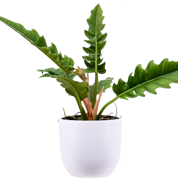 Philodendron Narrow | 8" Pot | Easy Care Houseplant | Plantsome