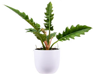 Philodendron Narrow | 8