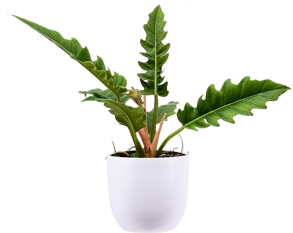 philodendron narrow variegata Philodendron Narrow | 8" Pot | Easy Care Houseplant