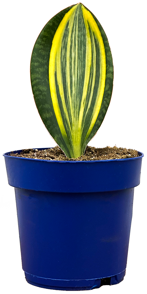 Sansevieria Masoniana Variegata | Variegated Whale Fin Snake (L)