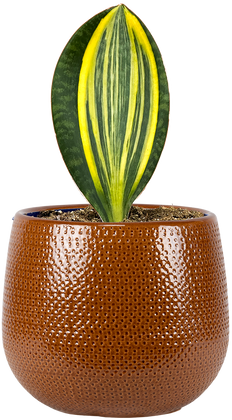 Sansevieria Masoniana Variegata | Variegated Whale Fin Snake (L)