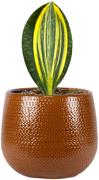 sansevieria whale fin variegated Sansevieria Masoniana | Whale Fin Snake | 8" Pot | Easy Care Houseplant