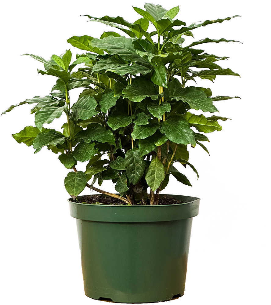 Coffea Arabica | Coffee Plant (L)