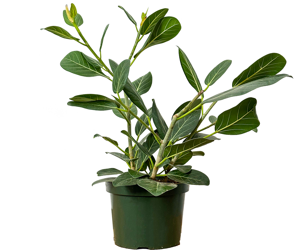 Ficus Benghalensis | Ficus Audrey (L)