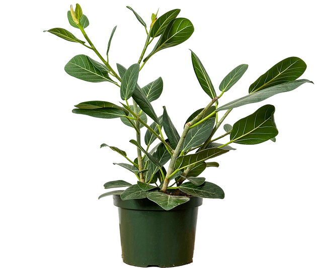 ficus benghalensis audrey care Ficus Benghalensis | Ficus Audrey | 10" Pot | Houseplant