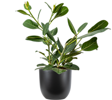 Ficus Benghalensis | Ficus Audrey (L)