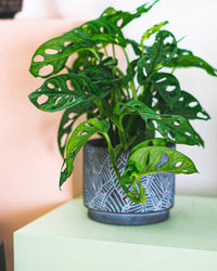 monstera adansonii pet safe Monstera Adansonii | Monkey Mask Swiss Cheese Plant | 4" Pot | Easy Care Houseplant