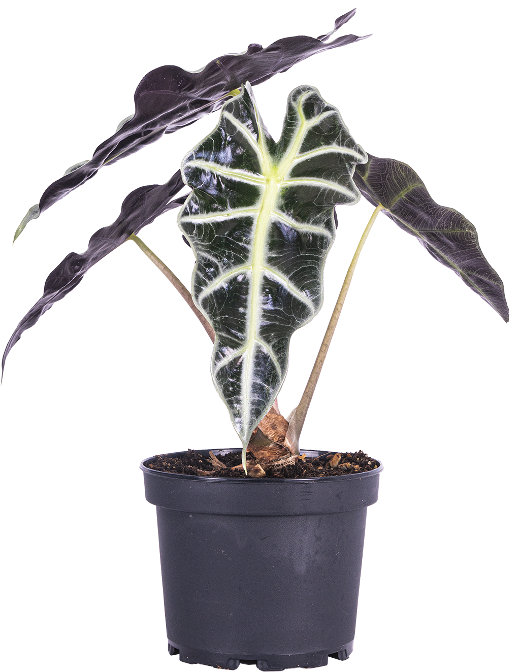 Alocasia Amazonica | African Mask (M)