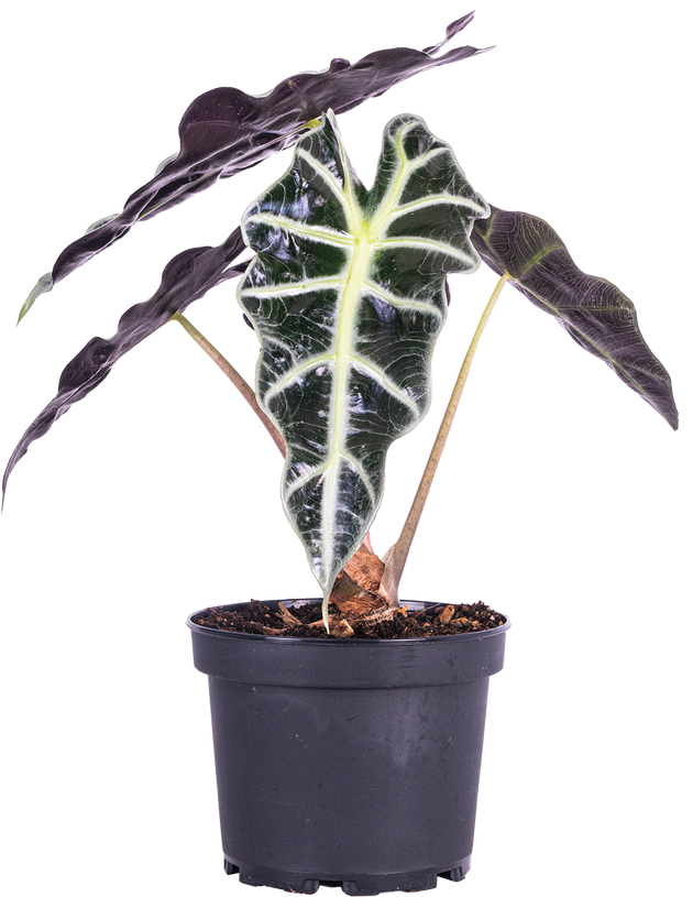 alocasia amazonica in water Alocasia Amazonica | African Mask | 6
