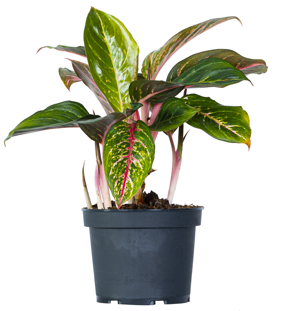Plantsome Aglaonema Siam Aurora